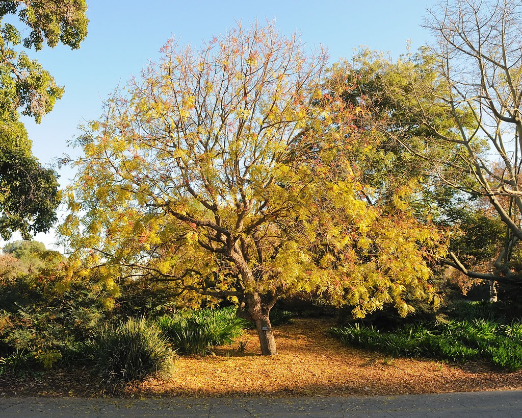 New Hanover County Arboretum – photo 8