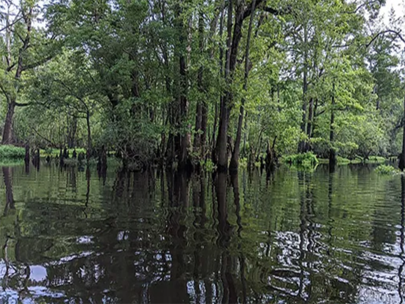 Black River Nature Cruises