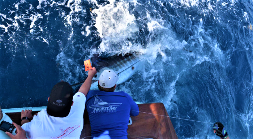 Cape Fear Blue Marlin Tournament