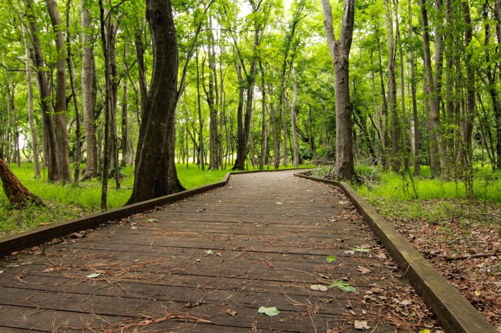 Carolina Beach State Park – photo 1