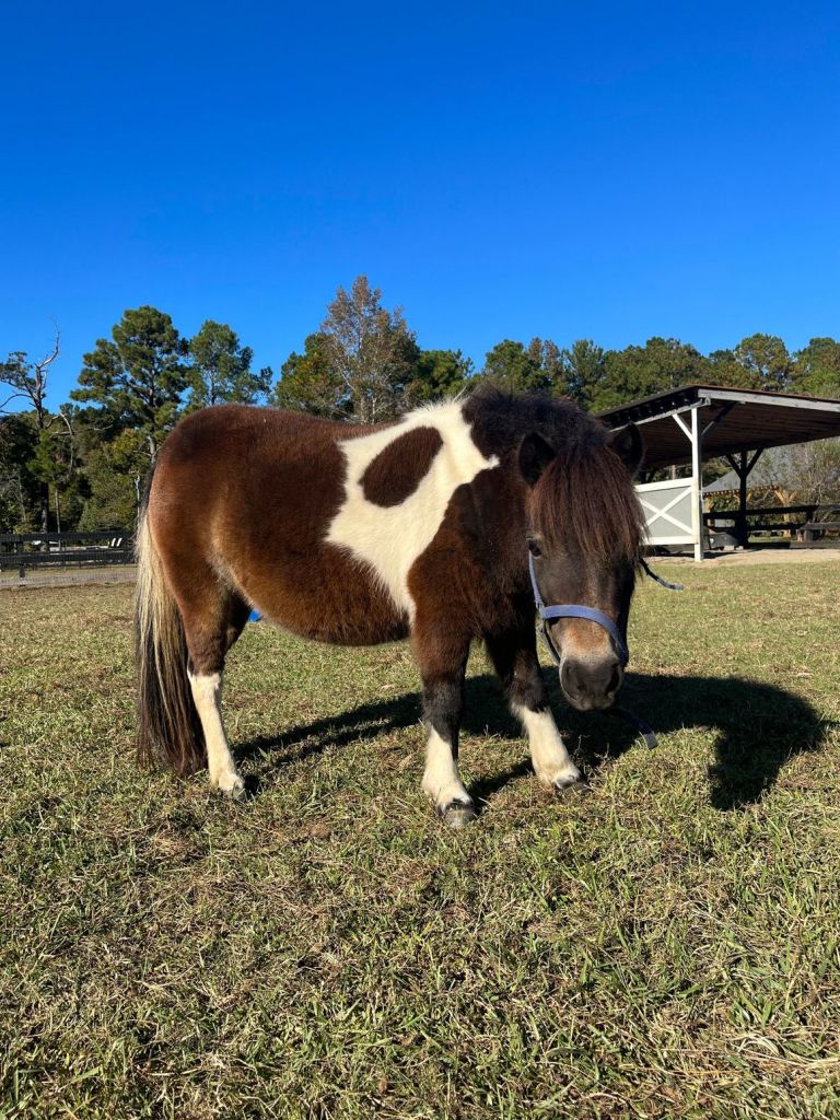 Riptide Stables & Family Farm – photo 3