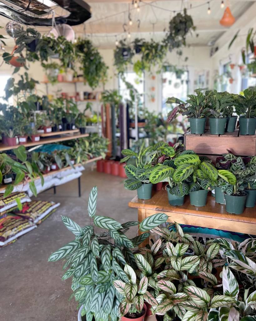 The Plant Outpost – photo 3