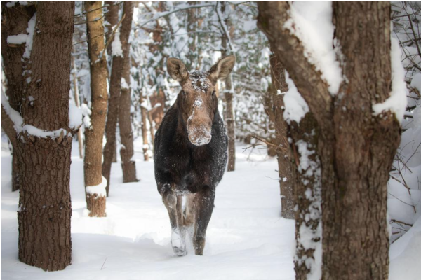 March Break Tours at Aspen Valley Wildlife Sanctuary