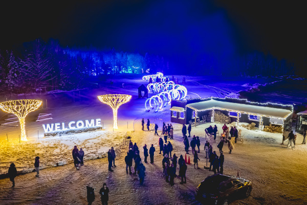 Forest of Light at Sandhill Nursery