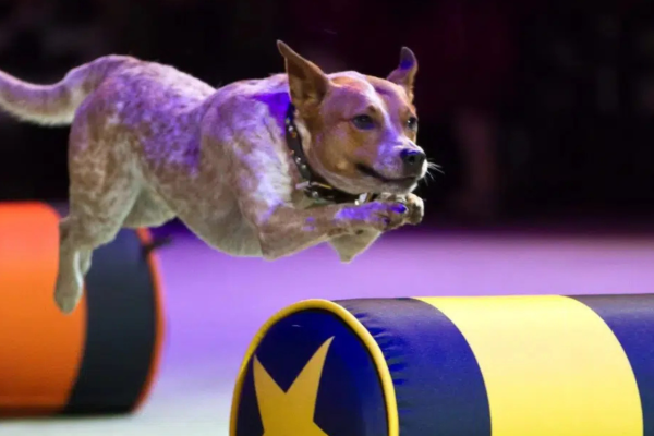 Super Dogs Show at Deerhurst Resort