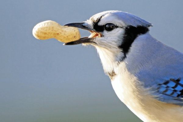Birding in Muskoka: Nature Takes Flight