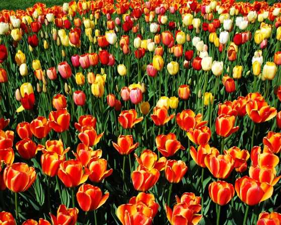 Tulip Fest
