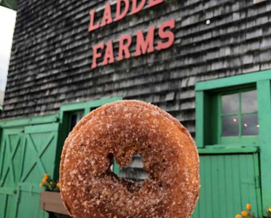 Doughnut at Indian Ladder Farms