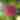 Apple tree