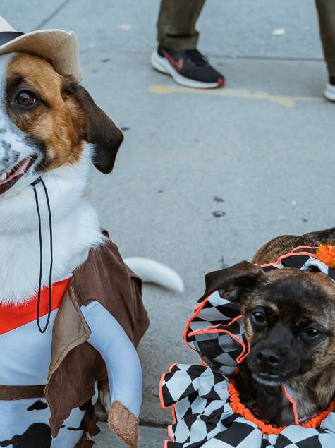 Hounds of Halloween