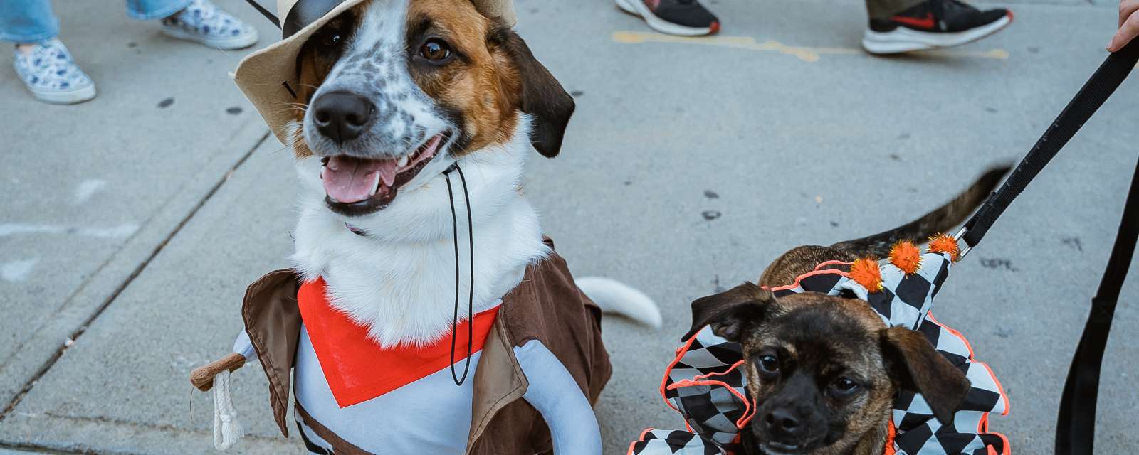 Hounds of Halloween