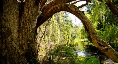 Pine Hollow Arboretum