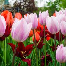 Pink and red tulips with water droplets from the rain in Washington Park in Albany, New York