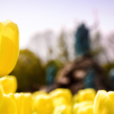 Tulip in Washington Park header