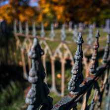 Albany Rural Cemtery Fall