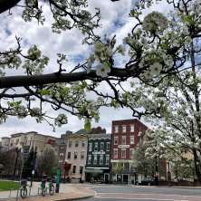Spring blooms in downtown Albany