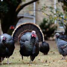 Wild Turkey in New York