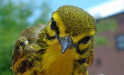 Prairie Warbler