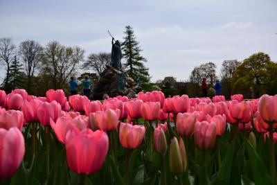 Tulips in Washington Park