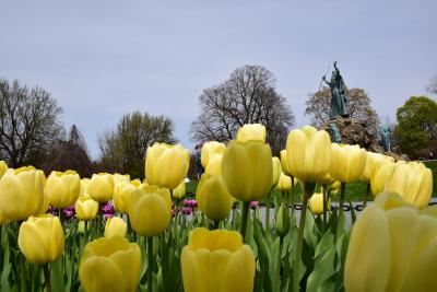 Tulips in Washington Park