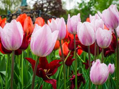 Pink and red tulips with water droplets from the rain in Washington Park in Albany, New York