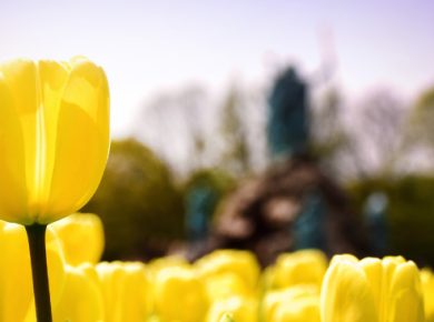 Tulip in Washington Park header