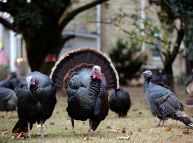 Wild Turkey in New York