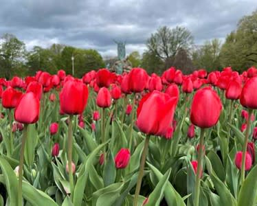 Tulips