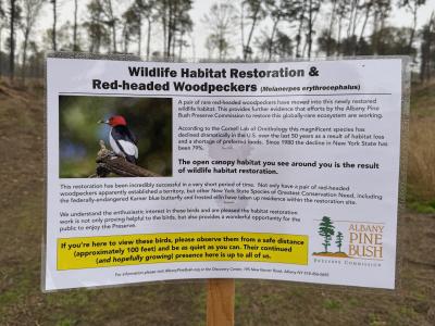 Red headed woodpecker sign