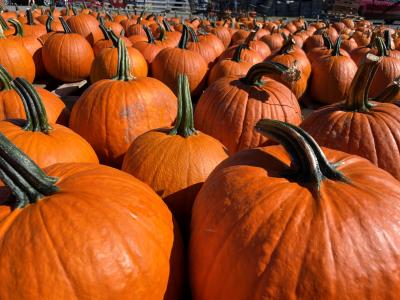 Pumpkins at Altamont Orchards