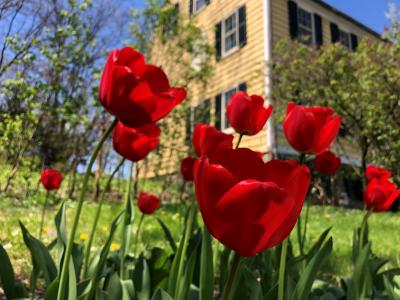 Tulips at Historic Cherry Hill