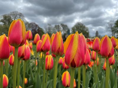 Tulips in Washington Park