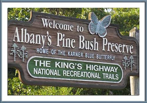 Albany Pine Bush