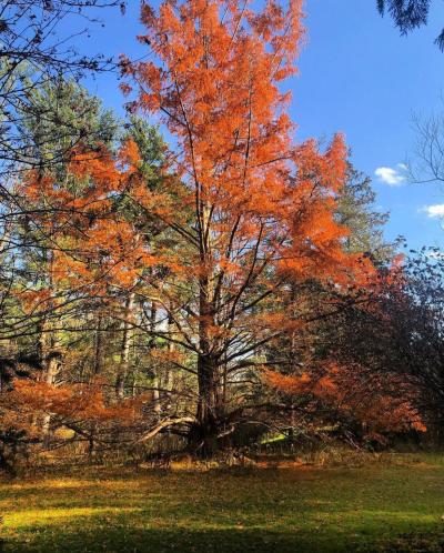 Pine Hollow Arboretum Dawn Redwood Tree