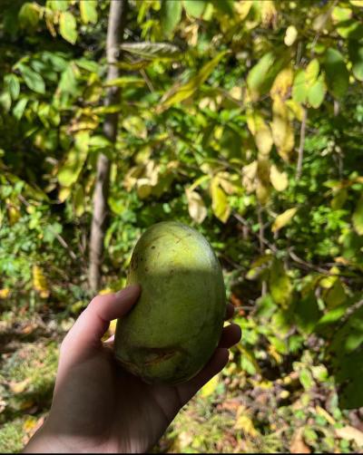 Pine Hollow Arboretum Paw Paw Tree