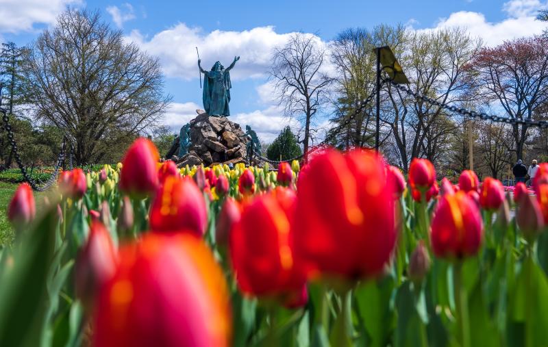 Tulips in Washington Park