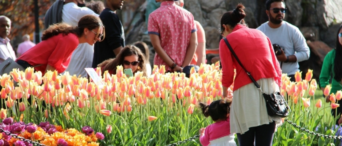 Albany Tulip Festival: Weekend Fun in Full Bloom in Albany, New York