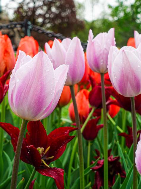 Pink and red tulips with water droplets from the rain in Washington Park in Albany, New York