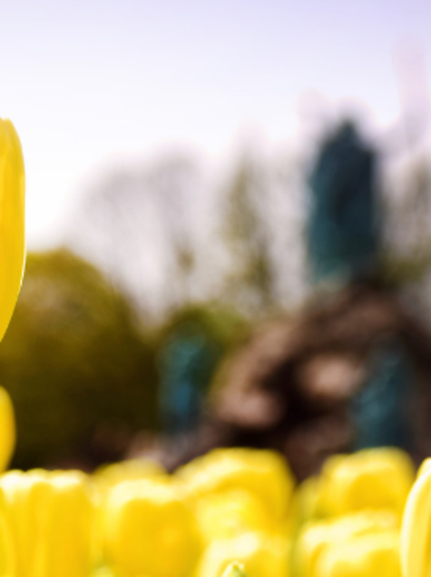 Tulip in Washington Park header