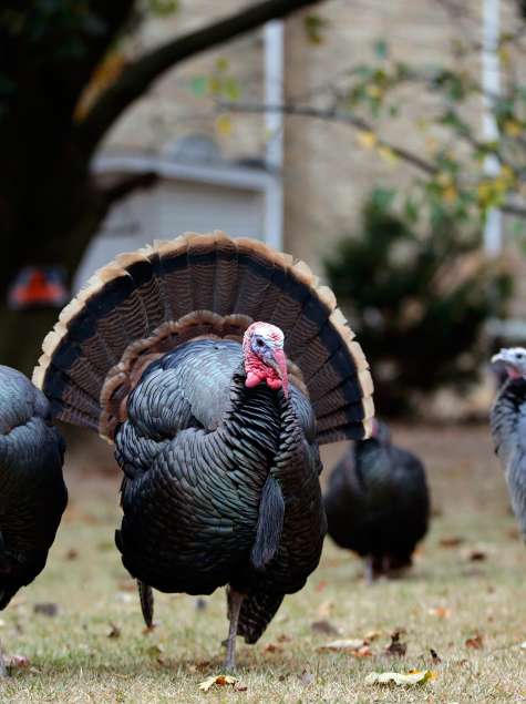 Wild Turkey in New York