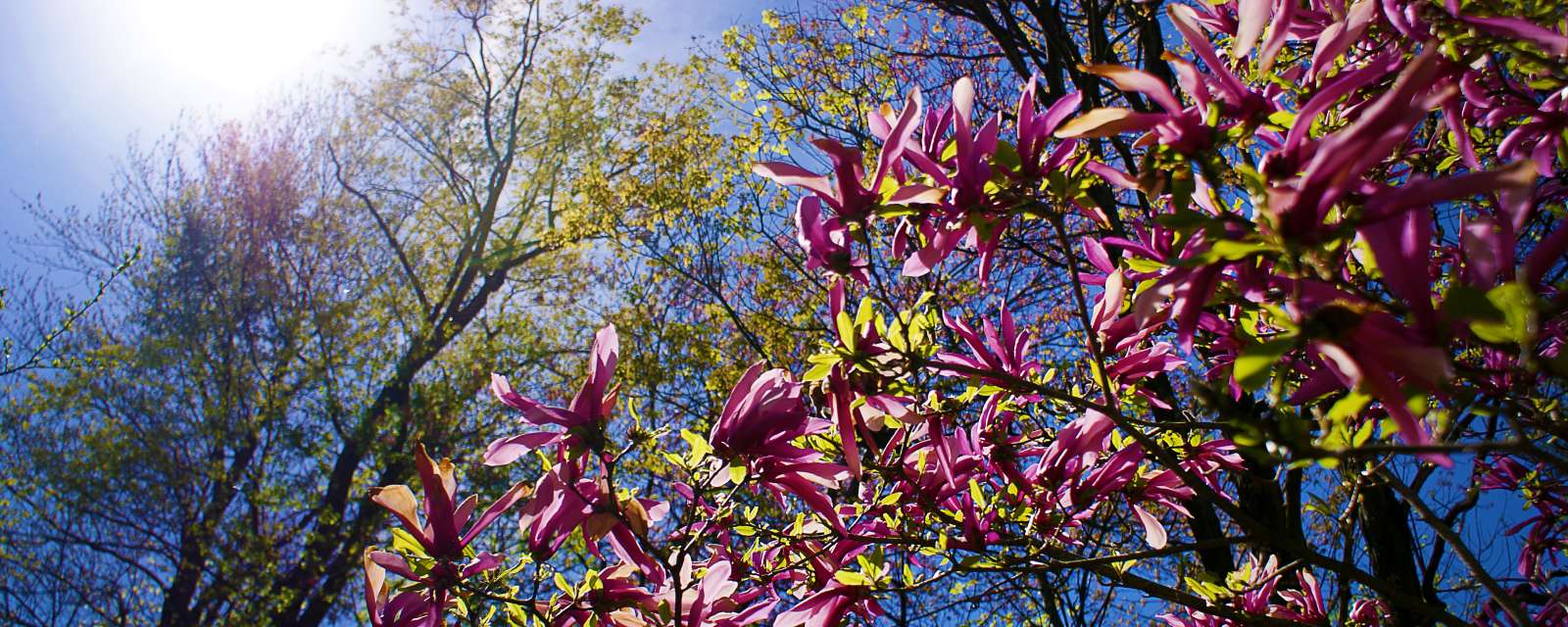 Pine Hollow Magnolias