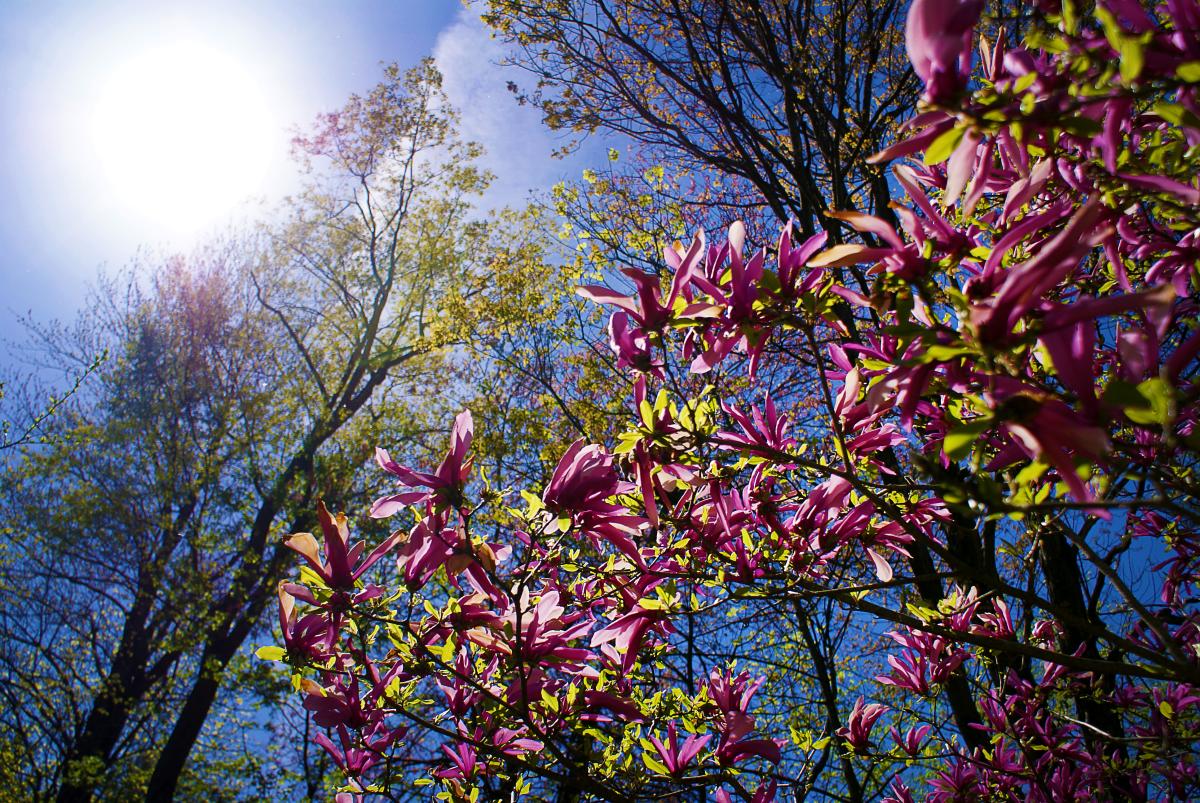 Pine Hollow Magnolias