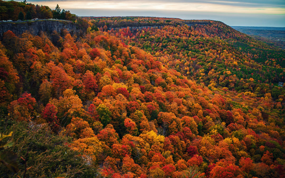 Discover Fallbany