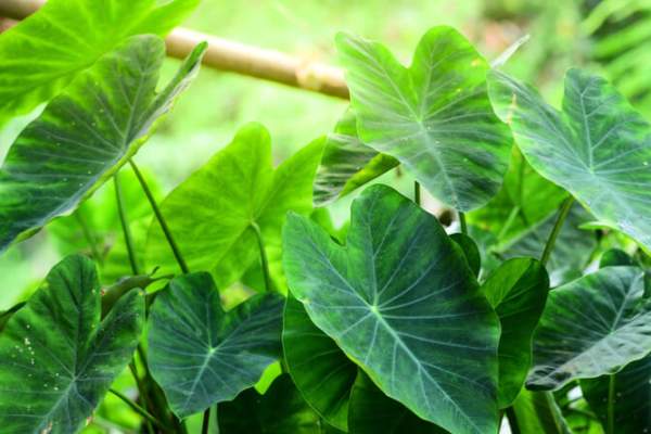 Prince Waikiki Cares: A Commitment to Sustainability