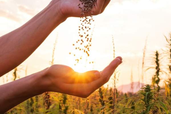 What Seeds are YOU Planting?