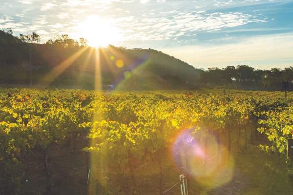 Sustainable Winery Gives Back to Community