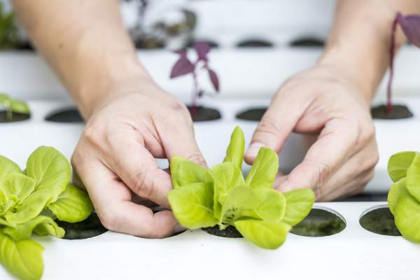 Prince Waikiki Brings Sustainability to The Table