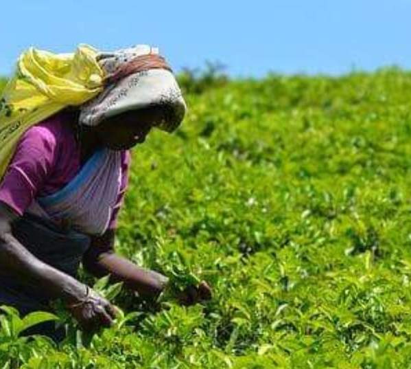 ALHI Plants More Than 1,000 Trees to Support Healthier Environment
