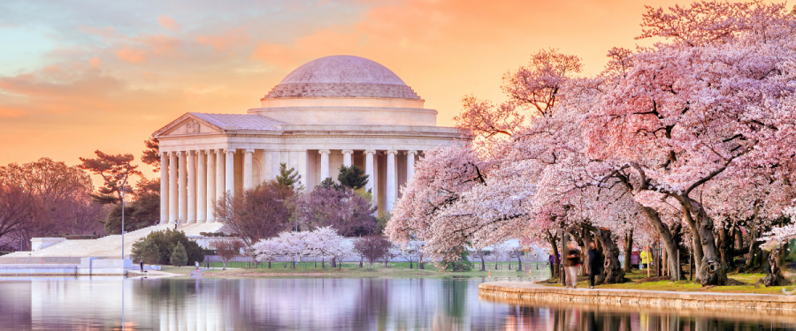 Cherry Blossoms DC