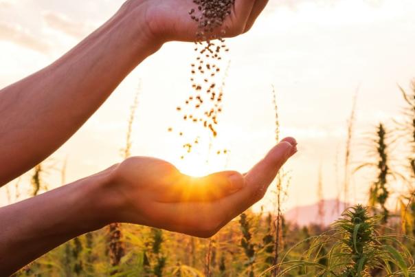 What Seeds are YOU Planting?